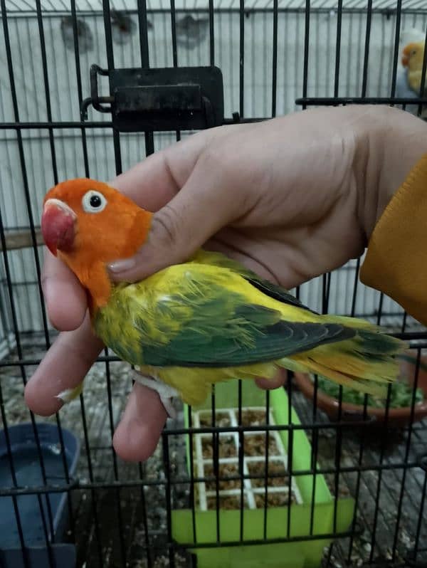 Love birds & Iron cages 15