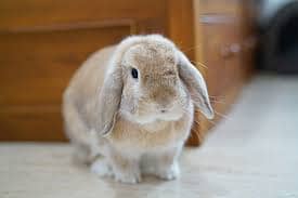 American Syrian Hamsters, Guinea Pigs & Bunnies Available 4