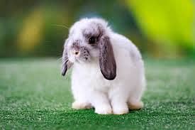 American Syrian Hamsters, Guinea Pigs & Bunnies Available 6