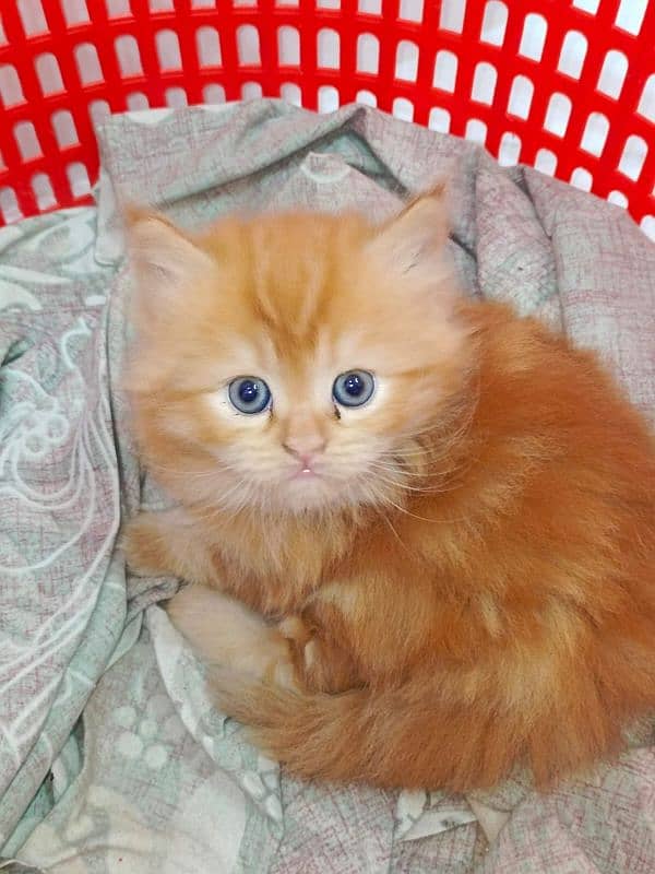 Persian cats triple coated for sale, age 3 months 0