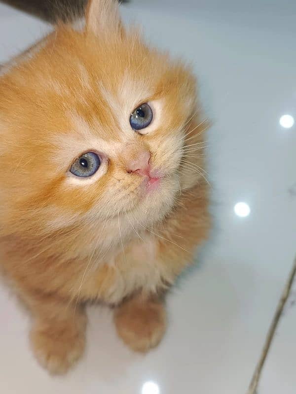 Persian cats triple coated for sale, age 3 months 1