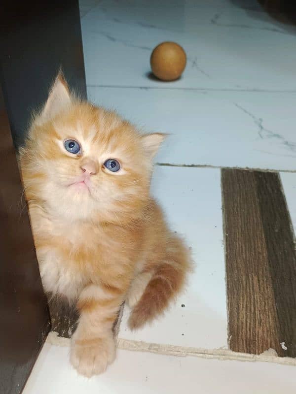 Persian cats triple coated for sale, age 3 months 2