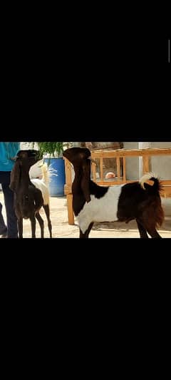 Bakray Khassi fresh 2 Dant For Qurbani Lovers