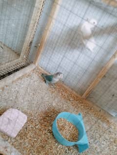 lovebirds with case