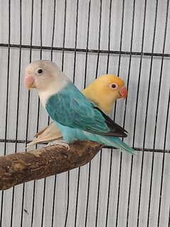 B2 Opline Palfallow