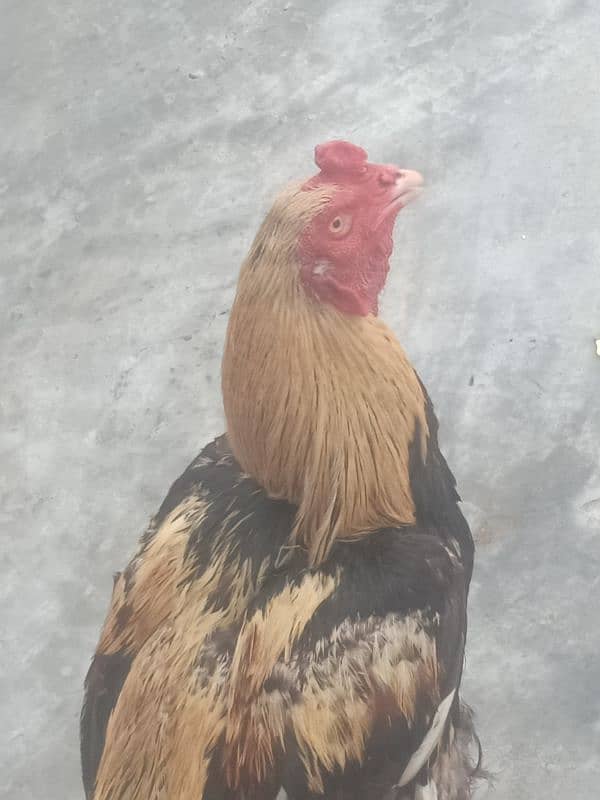King size white Aseel Jawa with aseel females 2