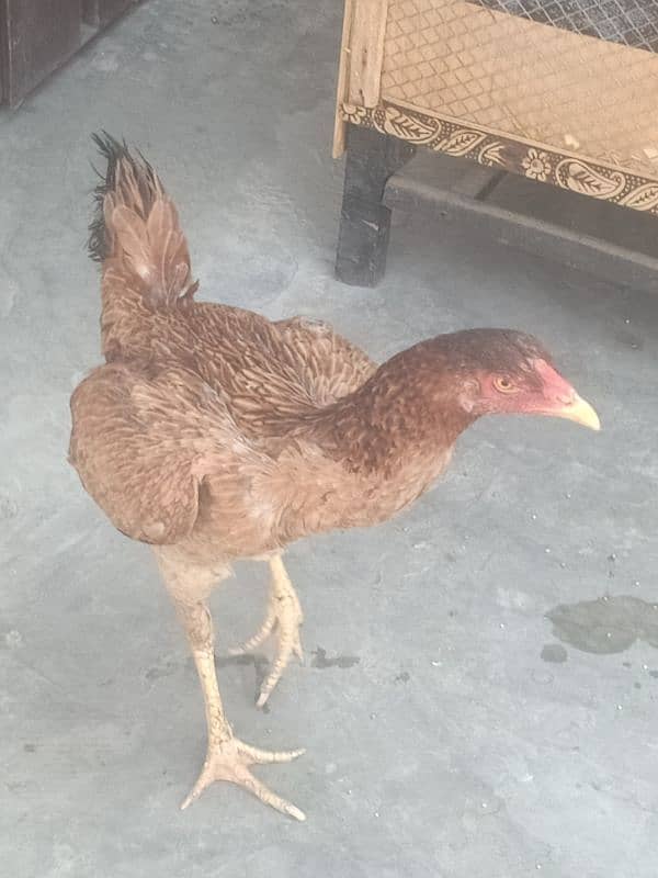 King size white Aseel Jawa with aseel females 3