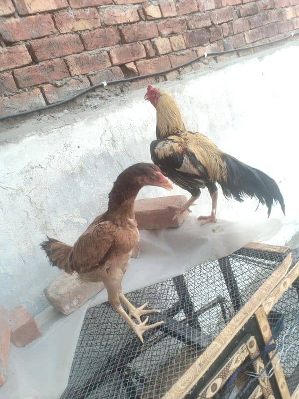 King size white Aseel Jawa with aseel females 5