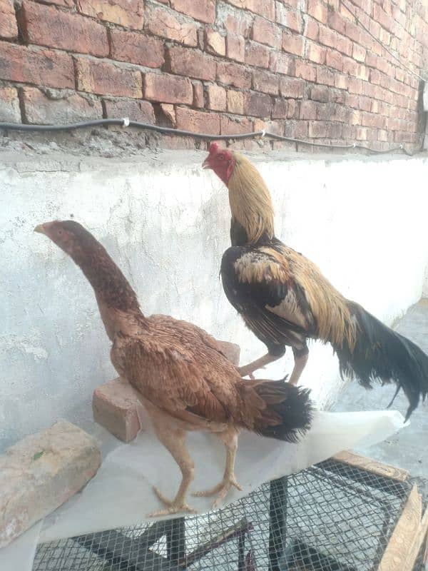 King size white Aseel Jawa with aseel females 6
