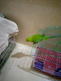 Parrot  for sale 6/7 months hand tame beautiful male healthy