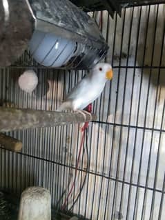 albino Red eyes pathy