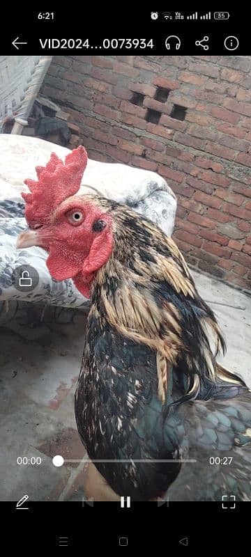 assel murgha for sale 1