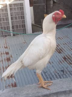 heera