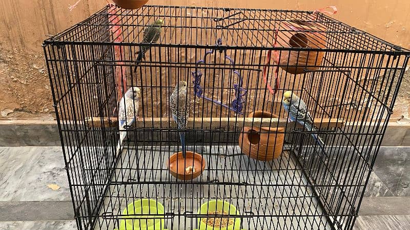 3 pairs Australian parrots with 2 cages 0