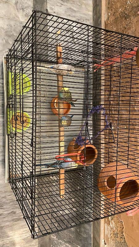 3 pairs Australian parrots with 2 cages 1