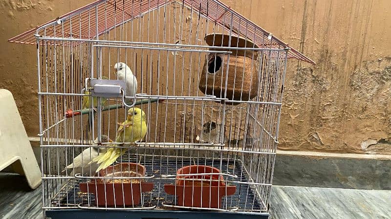 3 pairs Australian parrots with 2 cages 3