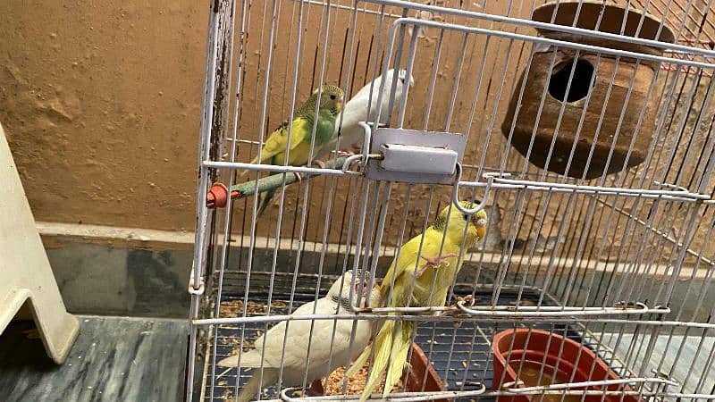 3 pairs Australian parrots with 2 cages 4