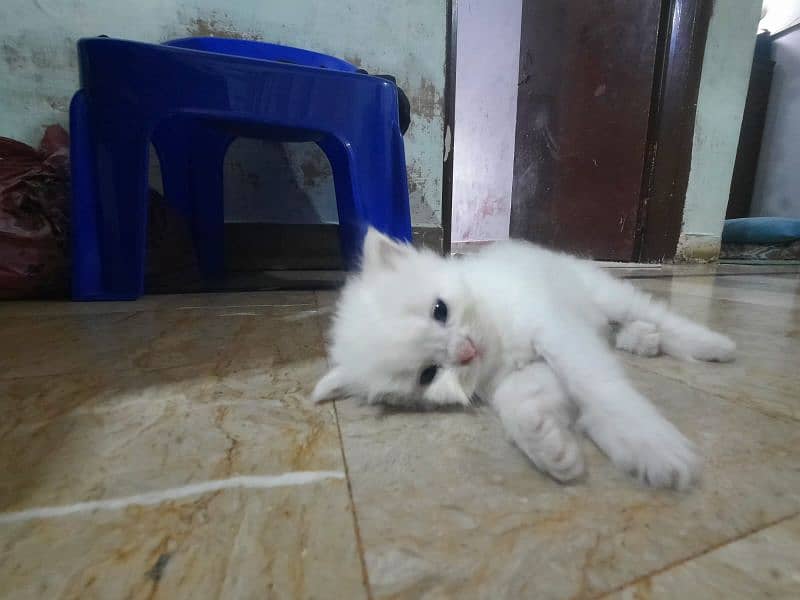 Persian Kittens Punch face  03102044458 0