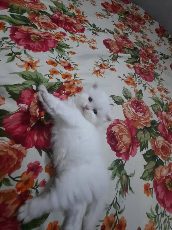 Persian Kittens Punch face  03102044458 1