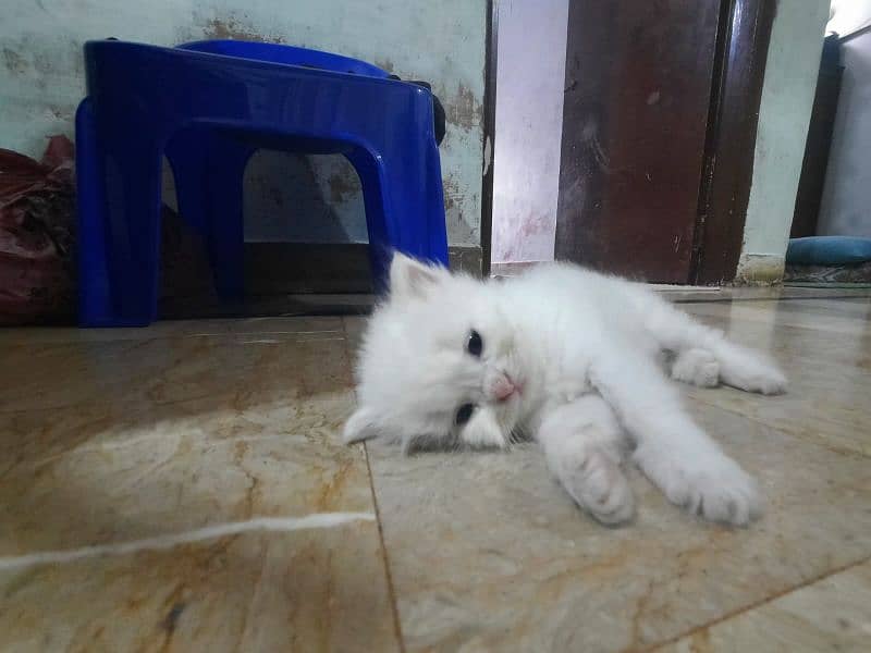 Persian Kittens Punch face  03102044458 2