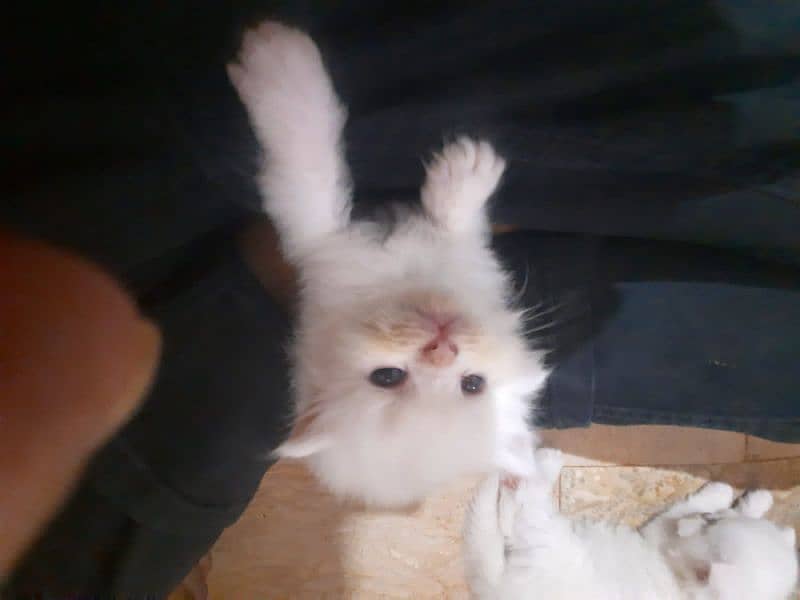 Persian Kittens Punch face  03102044458 3