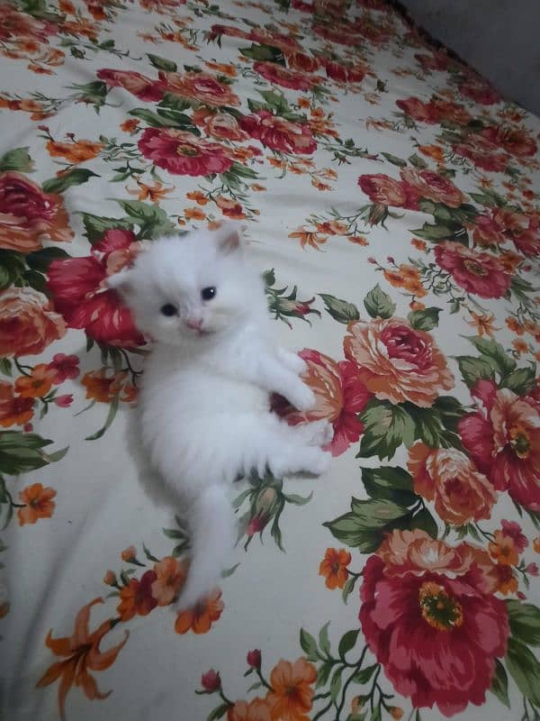 Persian Kittens Punch face  03102044458 4