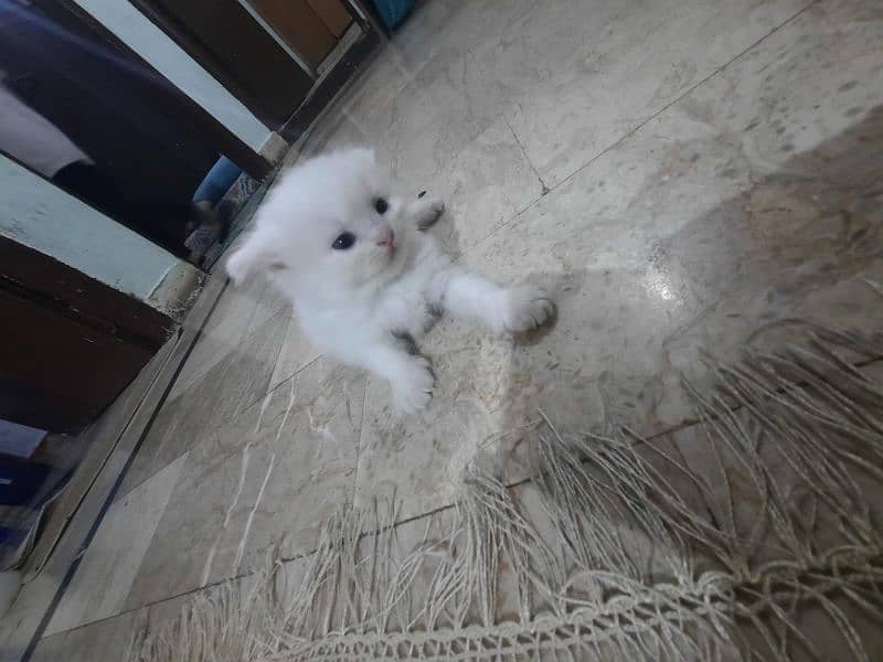 Persian Kittens Punch face  03102044458 5