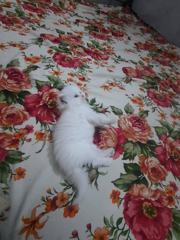 Persian Kittens Punch face  03102044458 6