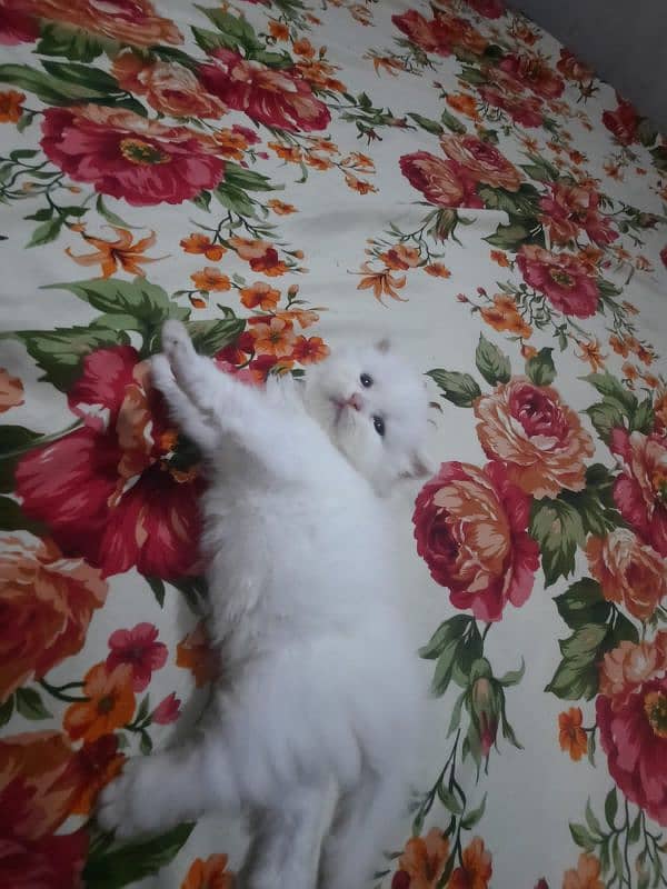 Persian Kittens Punch face  03102044458 7