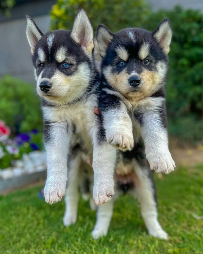 Adorable Husky Puppies for Sale – Pure Breed | Healthy & Playful  0
