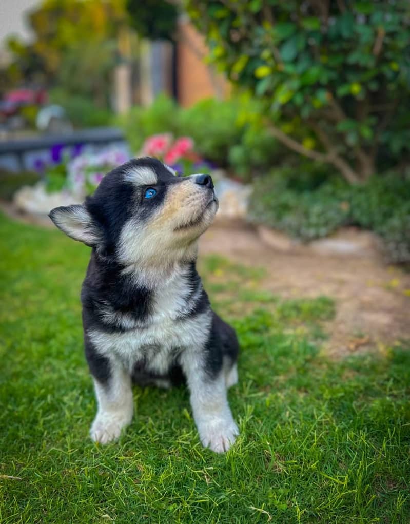 Adorable Husky Puppies for Sale – Pure Breed | Healthy & Playful  1
