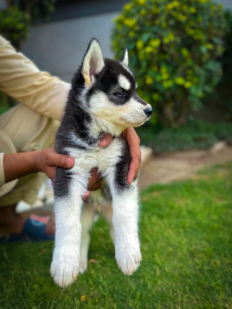 Adorable Husky Puppies for Sale – Pure Breed | Healthy & Playful  2