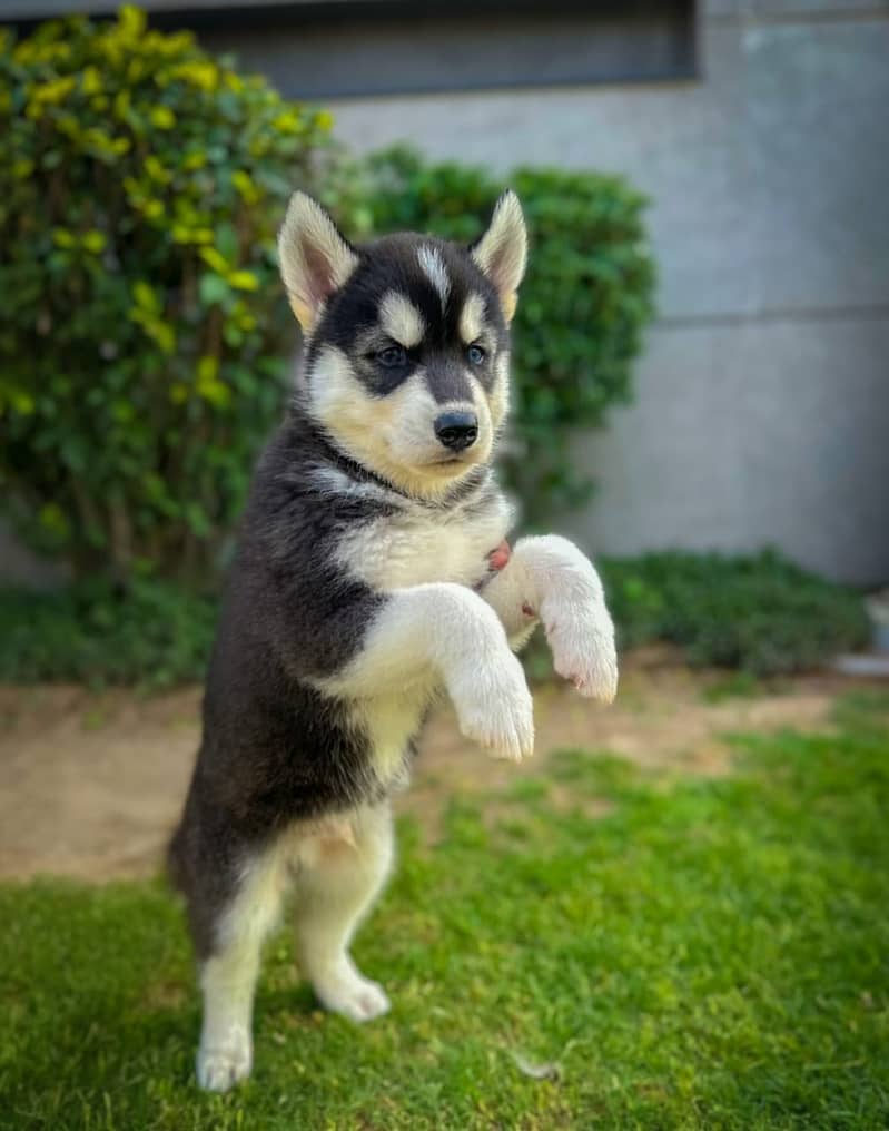 Adorable Husky Puppies for Sale – Pure Breed | Healthy & Playful  3