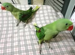 Raw parrots self chicks