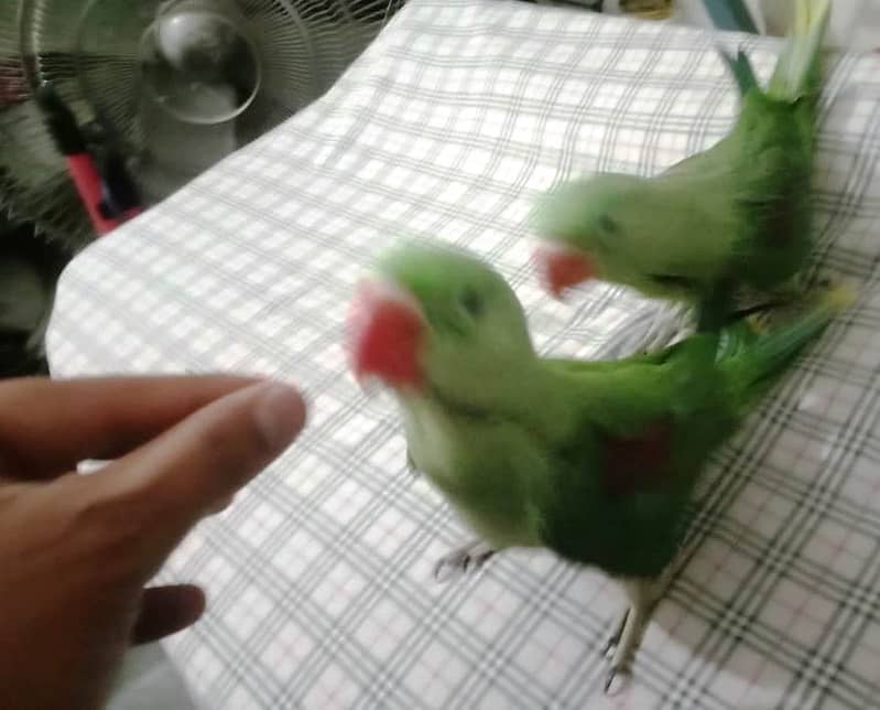 Raw parrots self chicks 1