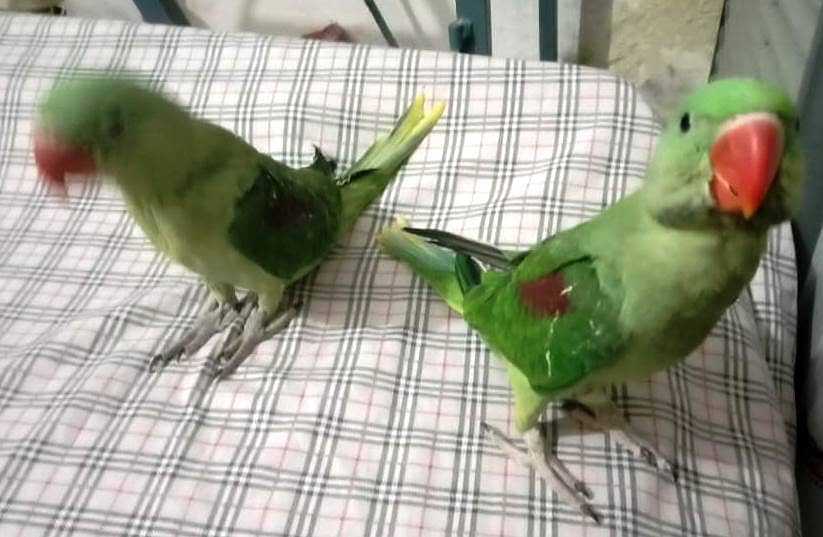 Raw parrots self chicks 2
