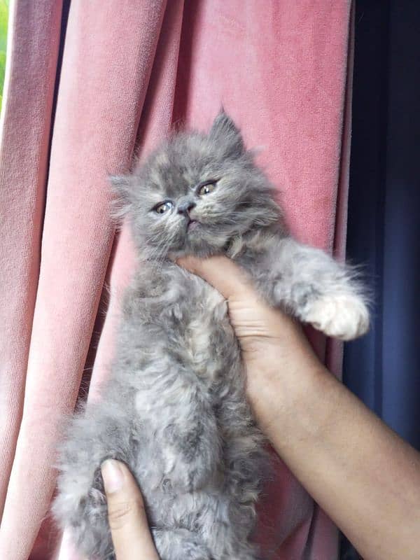 triple coated kitten 0