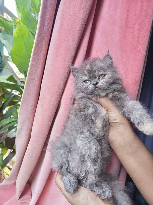 triple coated kitten 1