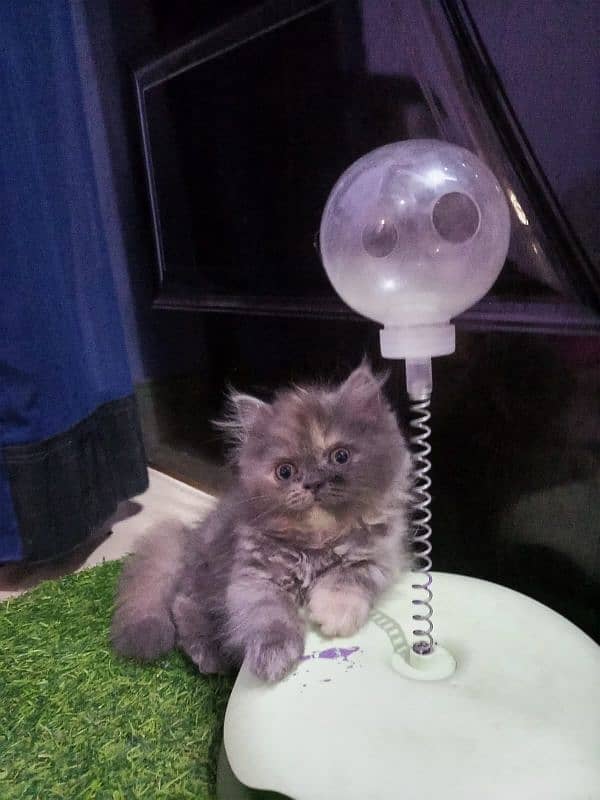 triple coated kitten 3