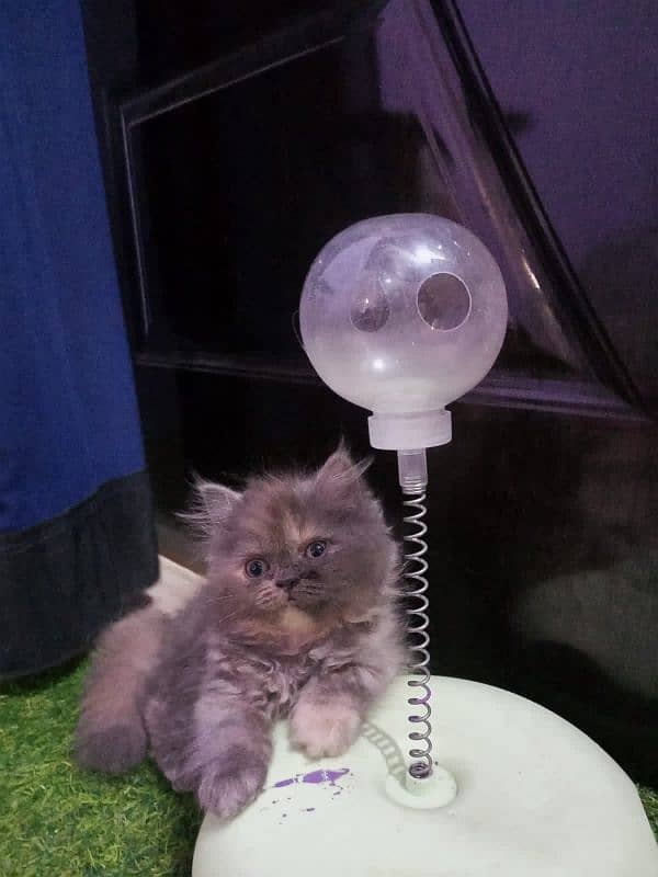 triple coated kitten 4