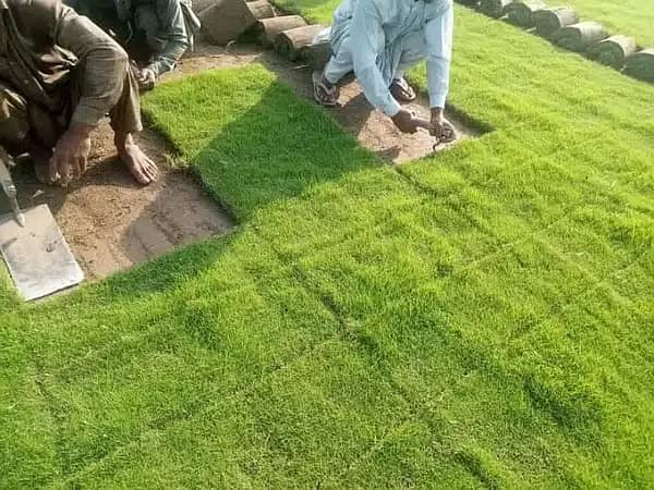 Natural korean grass / american grass / artificial grass / fine grass 1