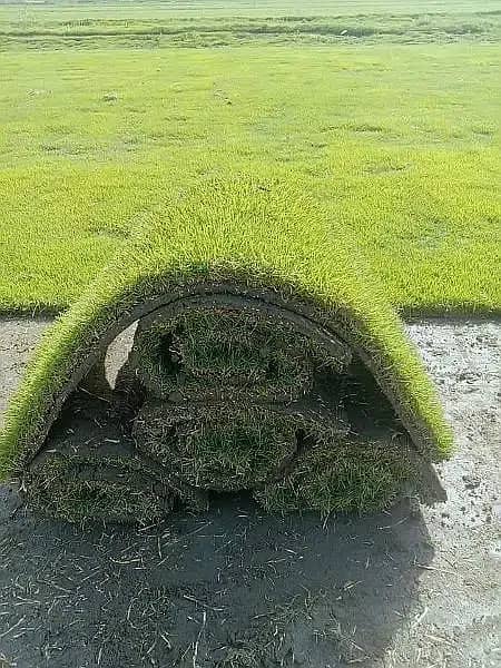 Natural korean grass / american grass / artificial grass / fine grass 2