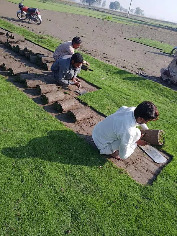 Natural korean grass / american grass / artificial grass / fine grass 3