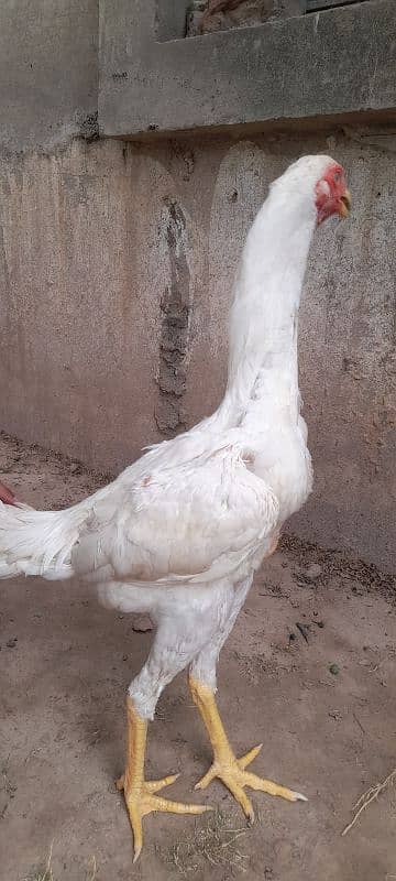 Aseel shamo patha 3