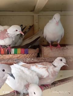 khumra /dove