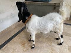 2 dant bakro ki jori for qurbani 2025 ghar ke palay huye hai dono