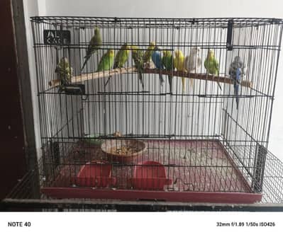 cages for sale