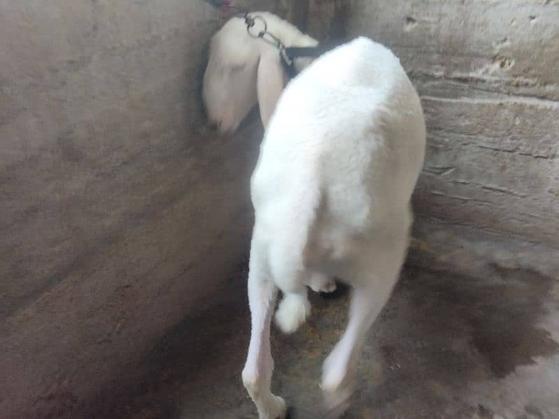 dono male dumbai hn mashalllah healthy and active 7
