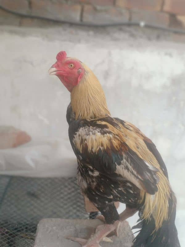 King size white Aseel Jawa with aseel females 7