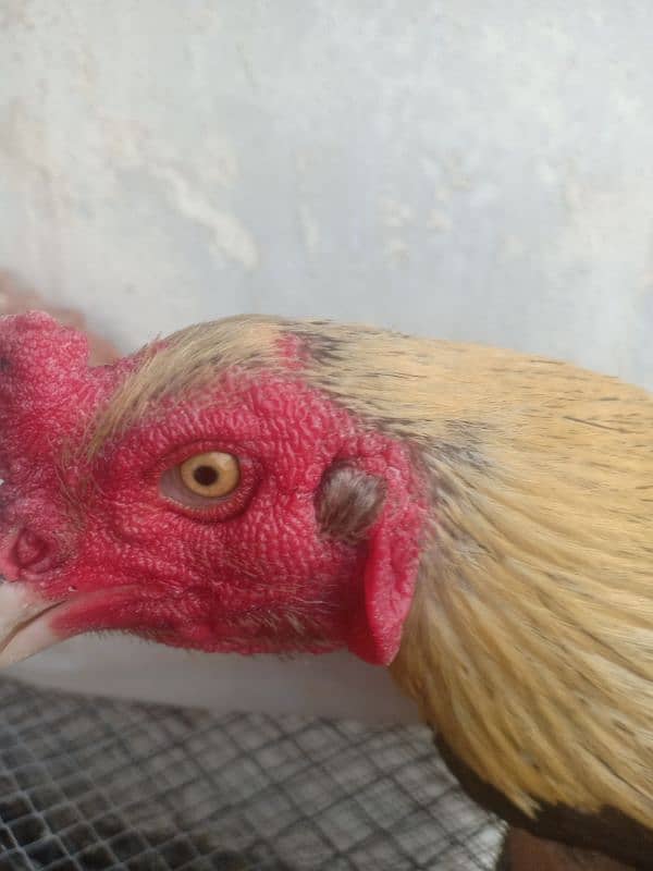 King size white Aseel Jawa with aseel females 8